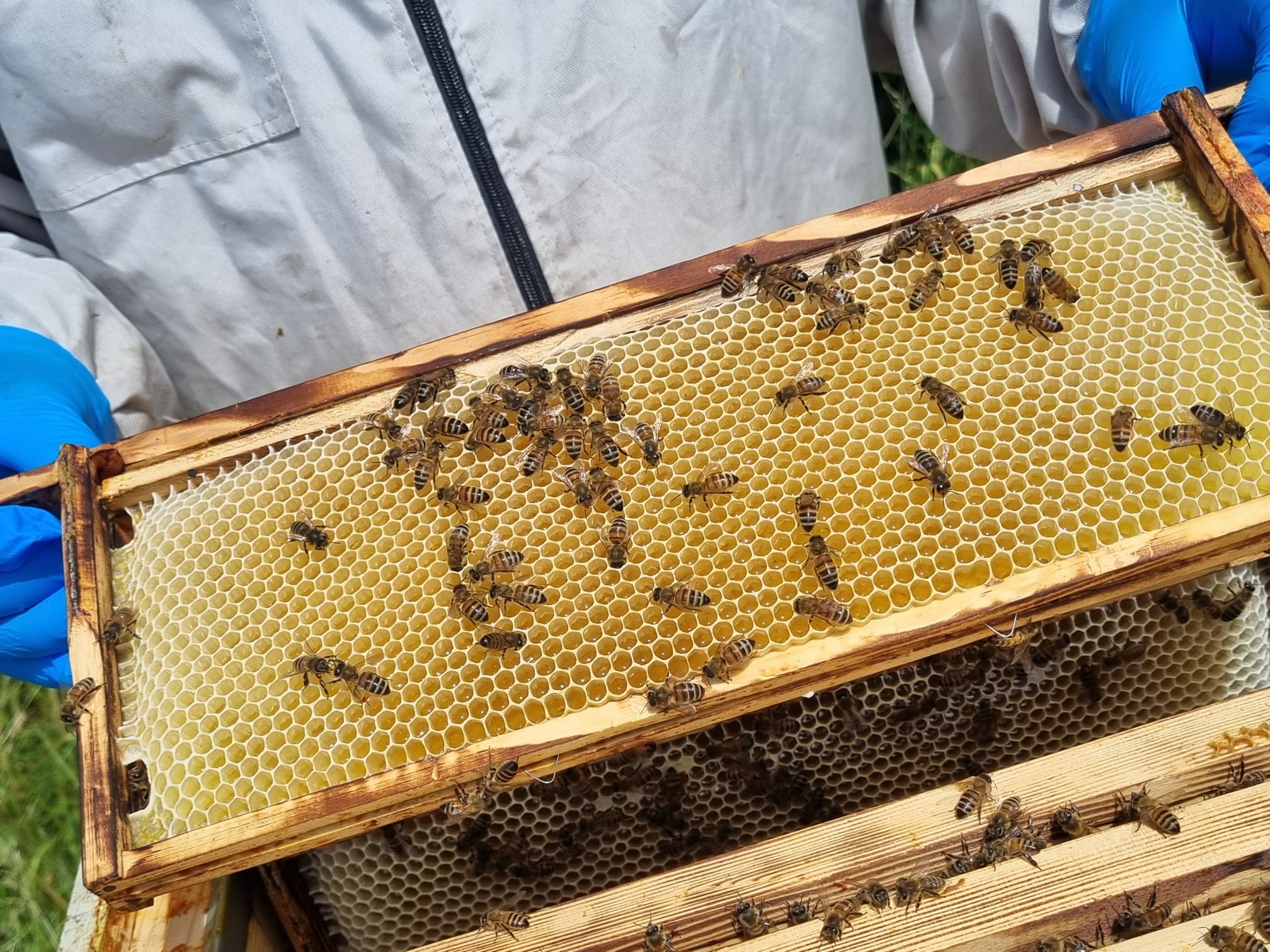 Bees on a frame of honeycomb held at the hive