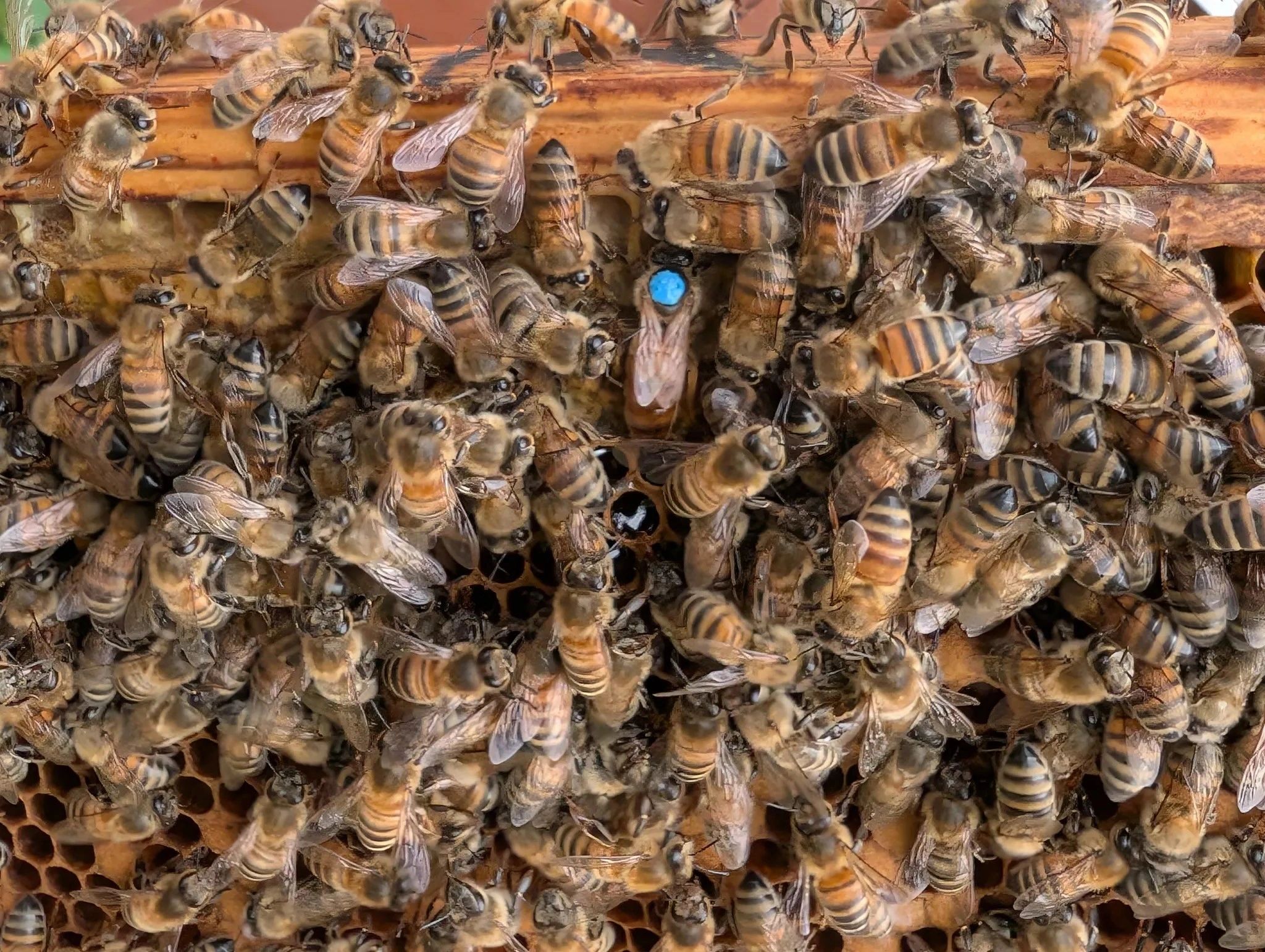 Sweet Sting Honey beekeeping